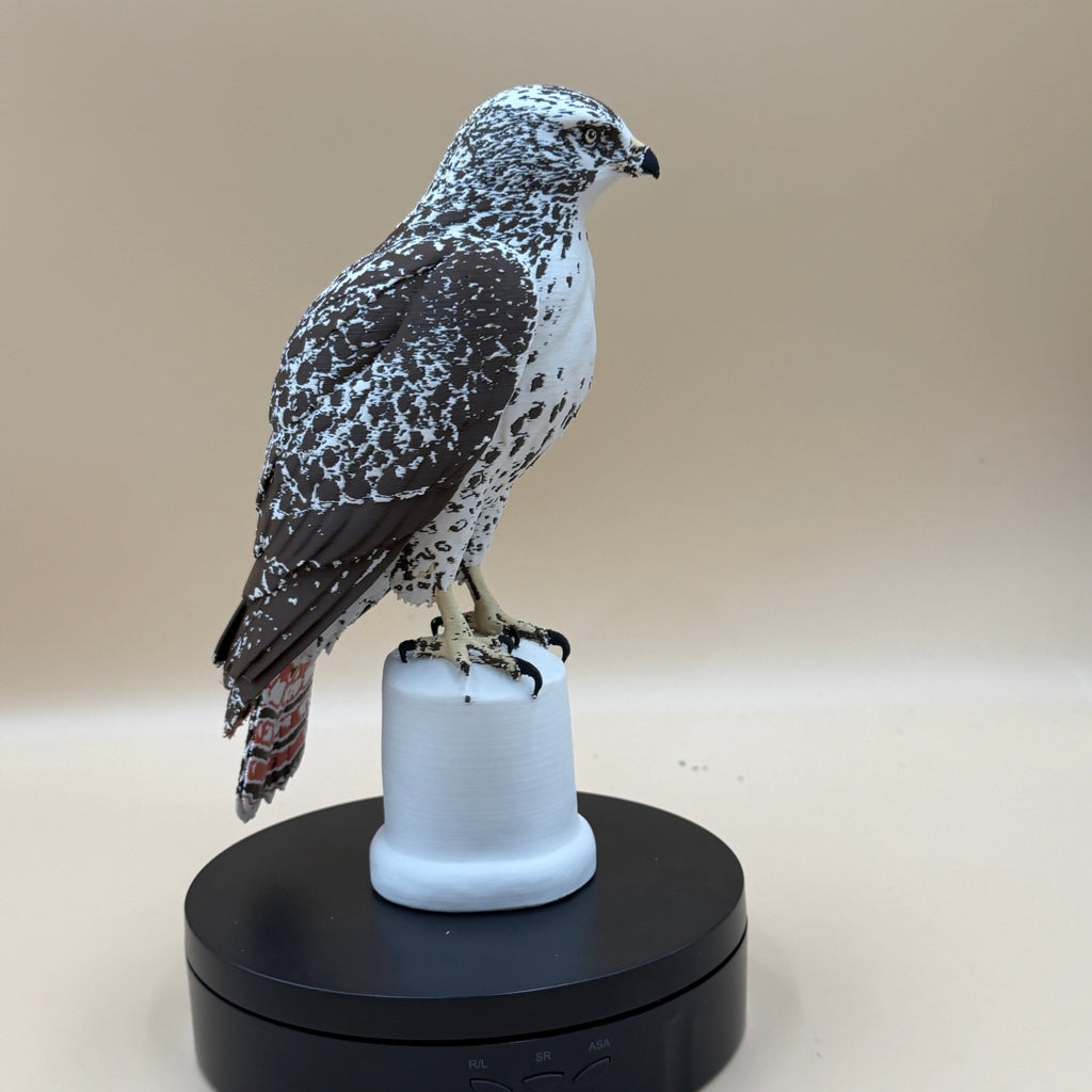 Red-Tailed Hawk - Commercial License