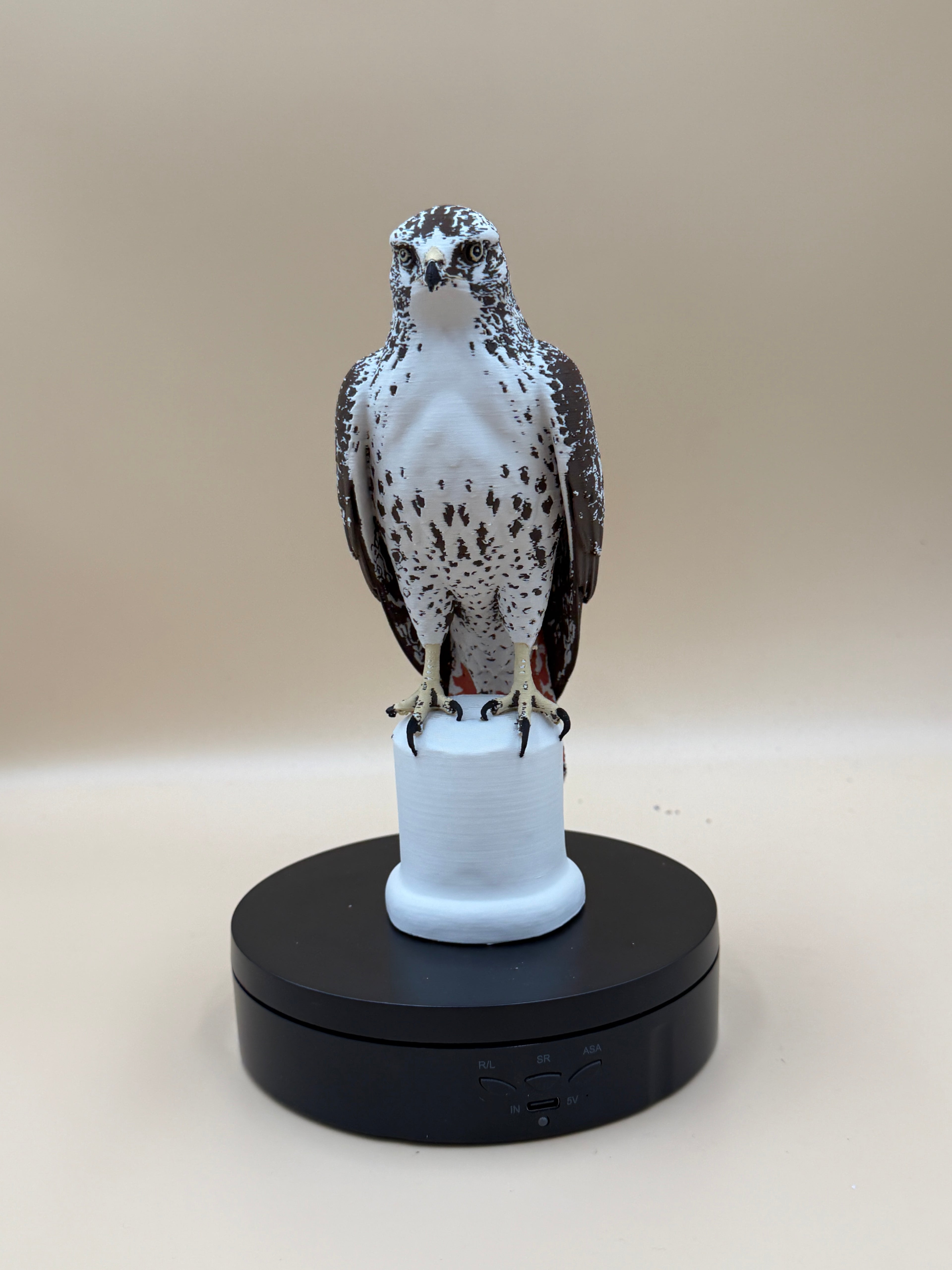 Red-Tailed Hawk - Commercial License
