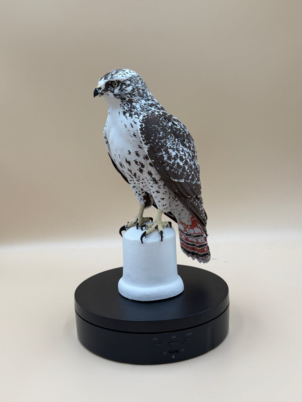 Red-Tailed Hawk - Commercial License