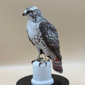Majestic Red-Tailed Hawk