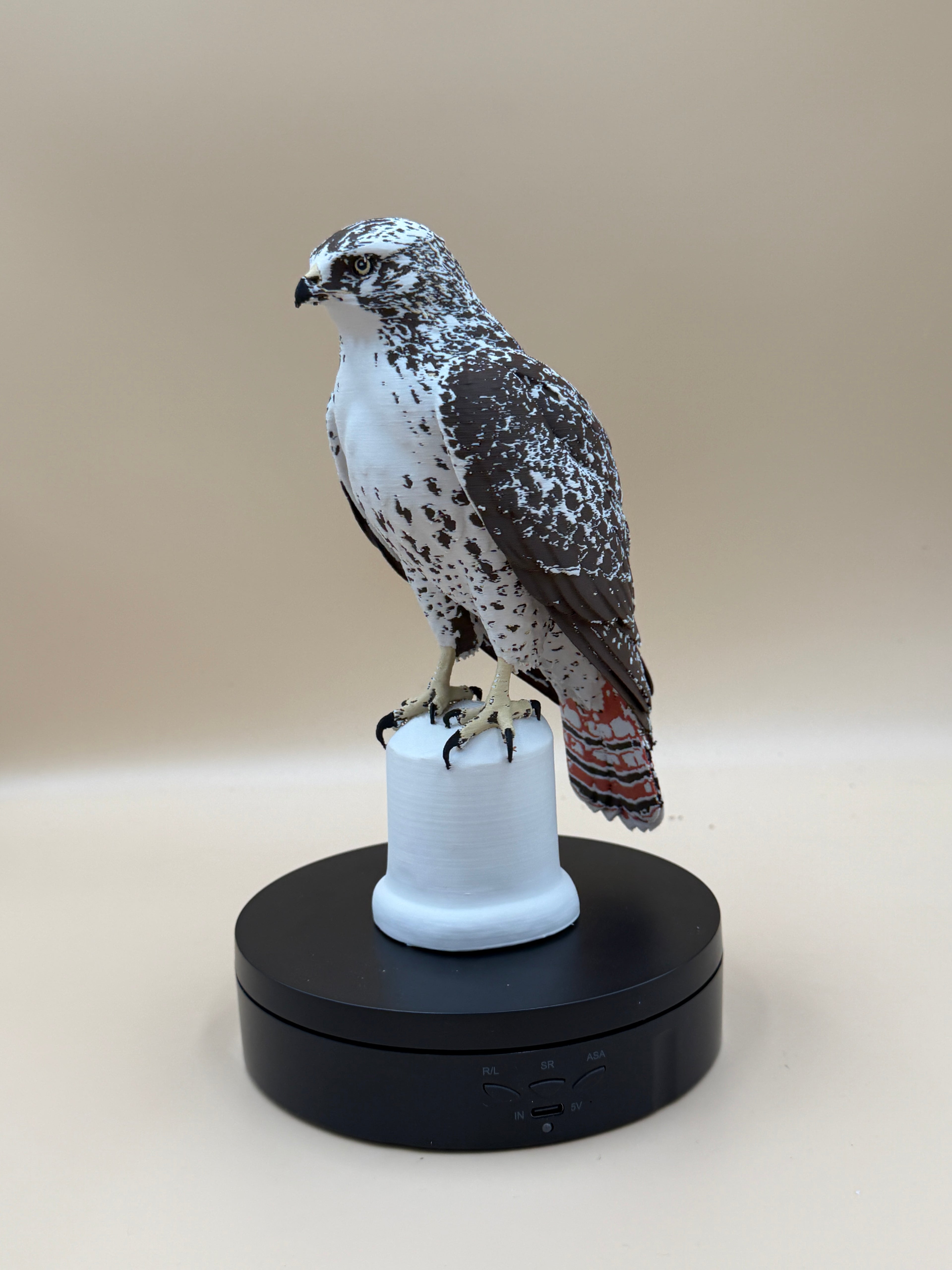 Red-Tailed Hawk - Commercial License