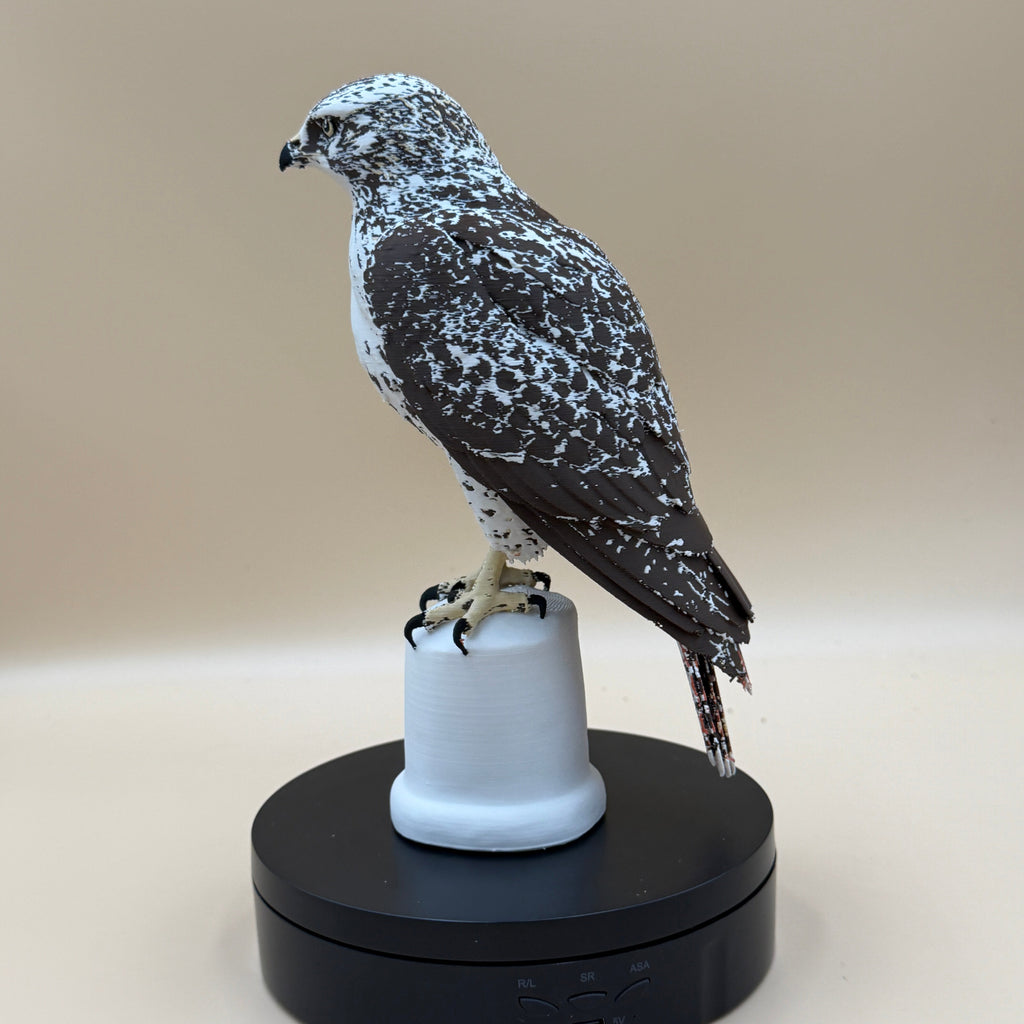 Red-Tailed Hawk - Commercial License