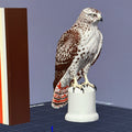Red-Tailed Hawk - Commercial License