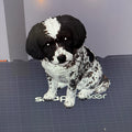 Bella Pup - Commercial License
