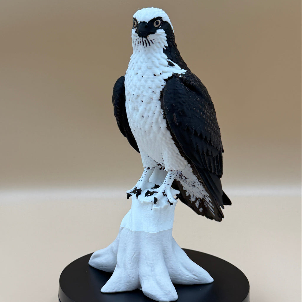 High Perch Osprey - Commercial License
