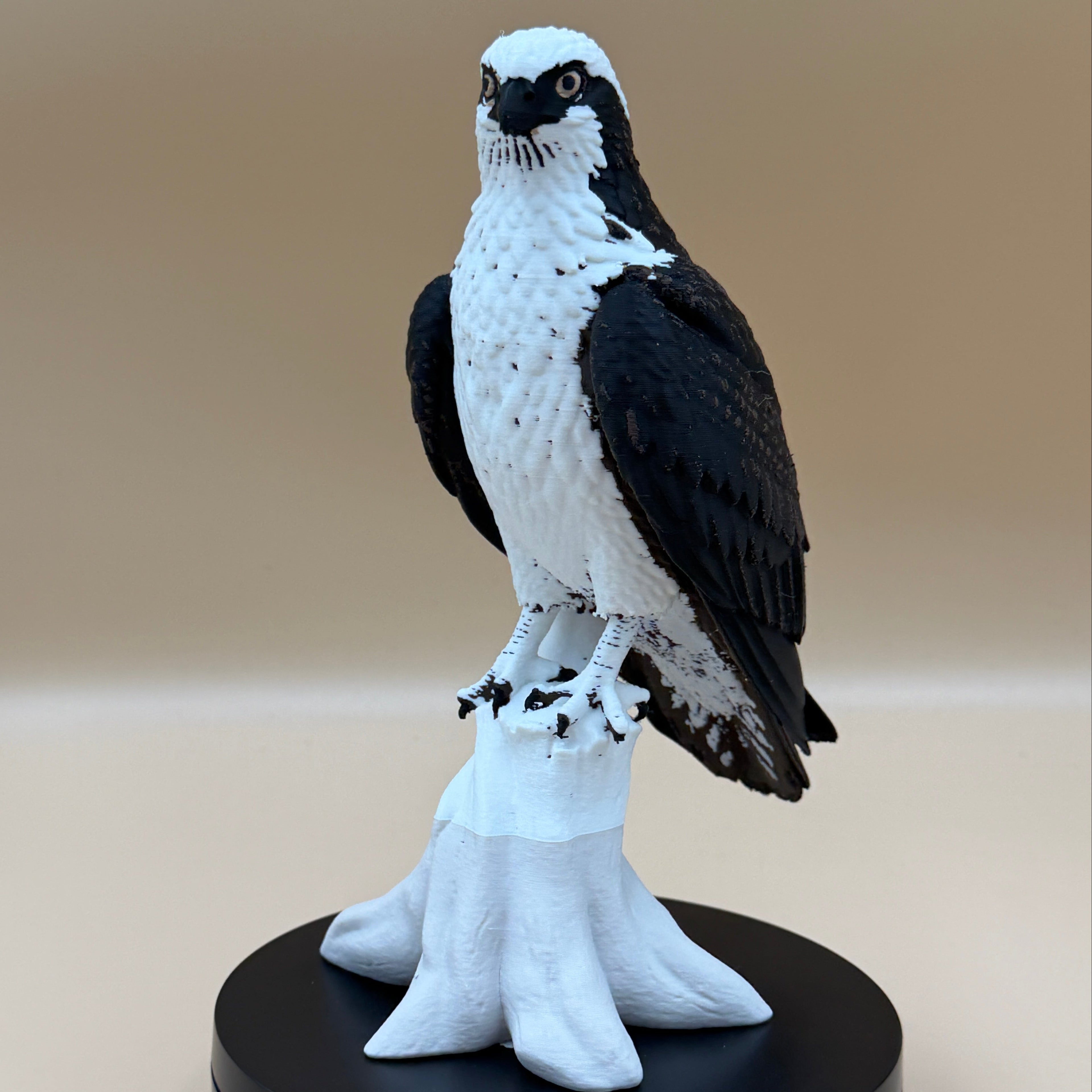 High Perch Osprey - Commercial License
