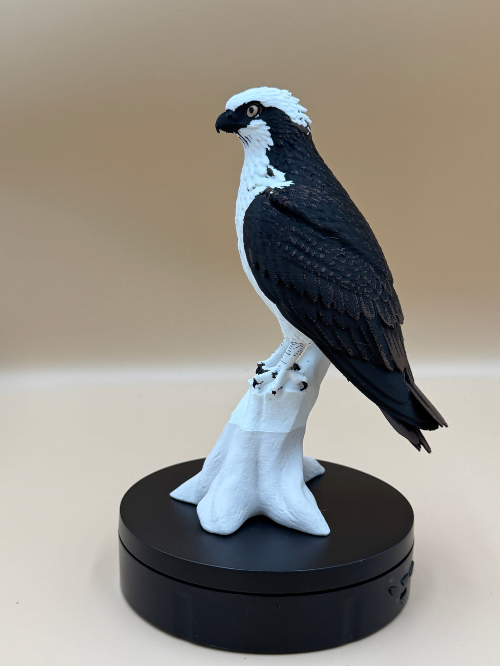 High Perch Osprey - Commercial License