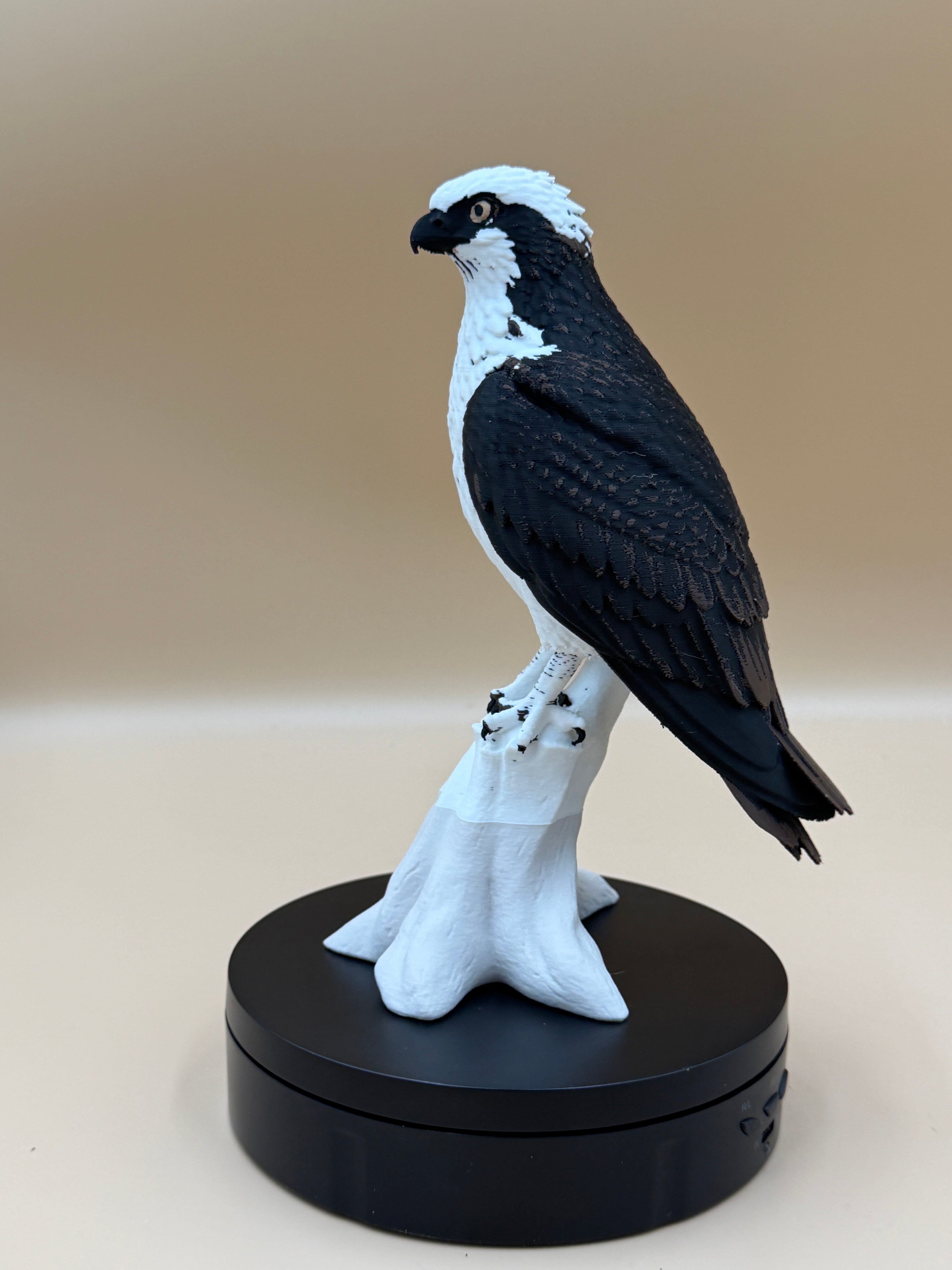 High Perch Osprey - Commercial License