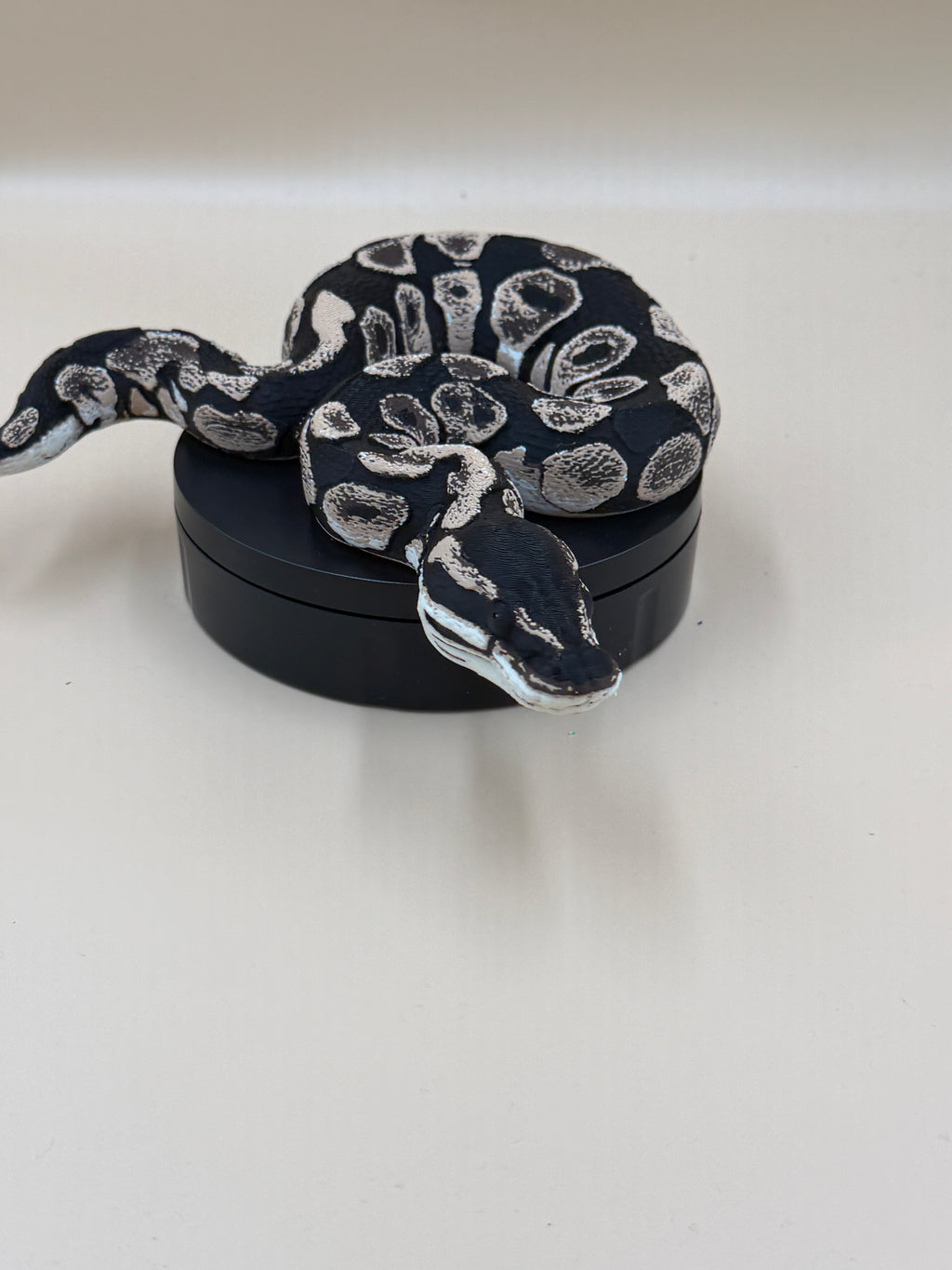 Ball Python - PLA Indoors only