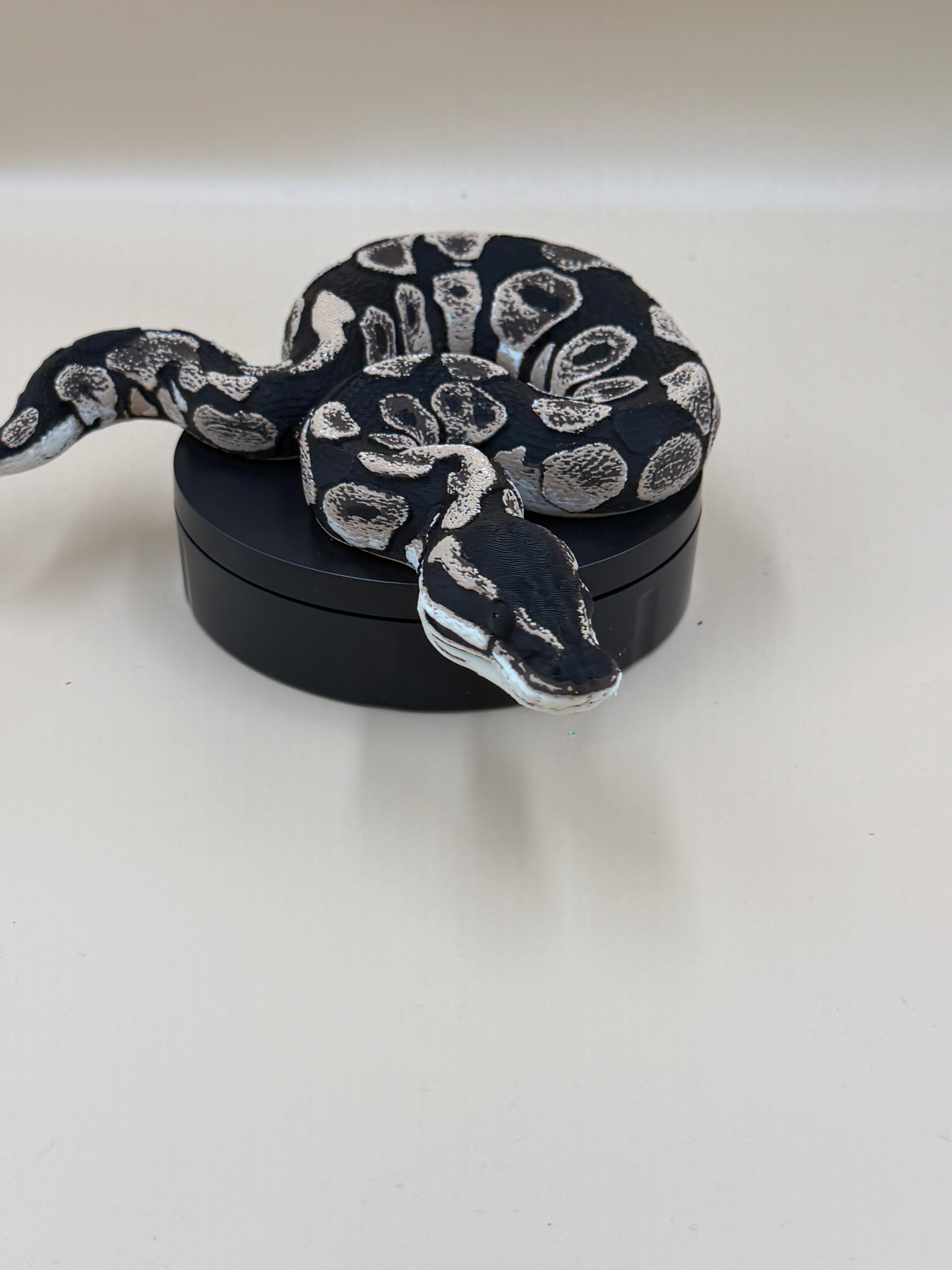 Ball Python - PLA Indoors only