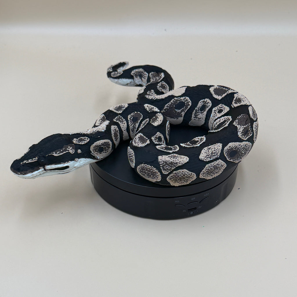 Ball Python - PLA Indoors only