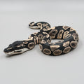 Ball Python - PLA Indoors only