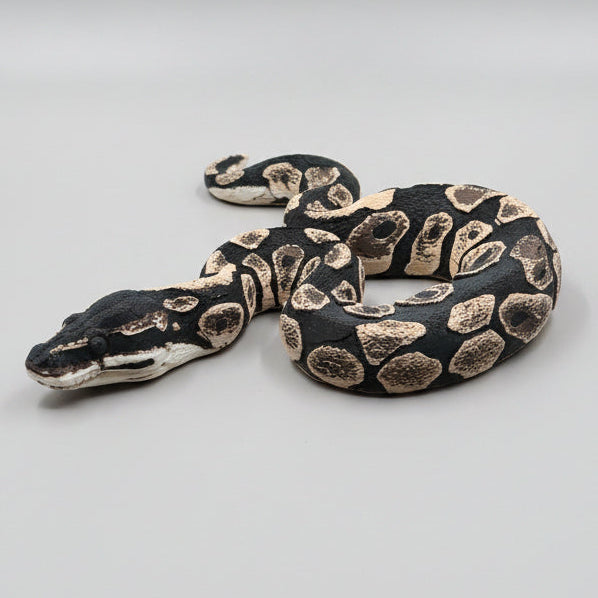 Ball Python - PLA Indoors only