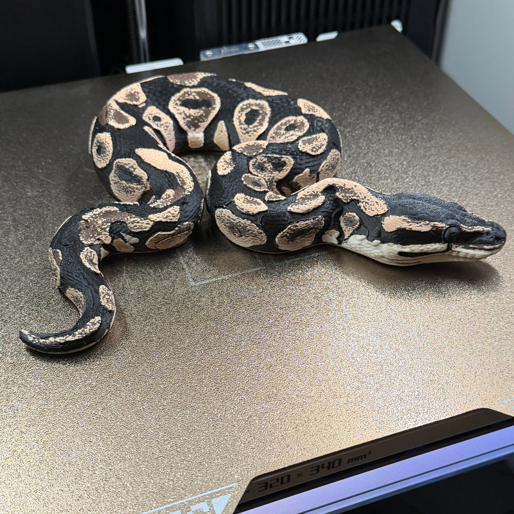 Ball Python - PLA Indoors only
