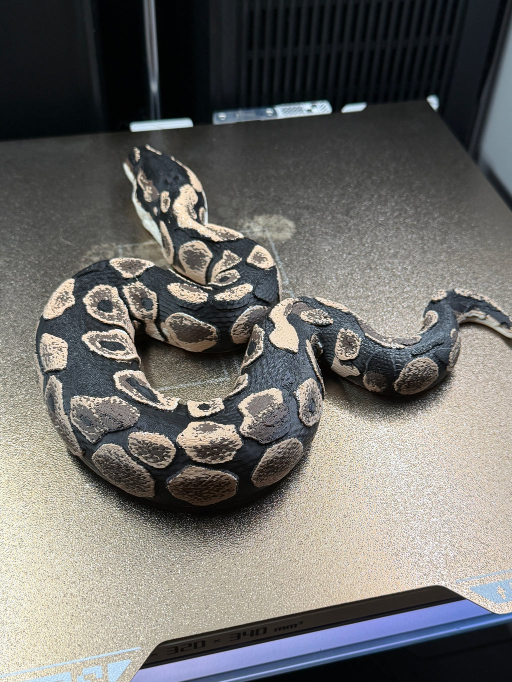 Ball Python - PLA Indoors only