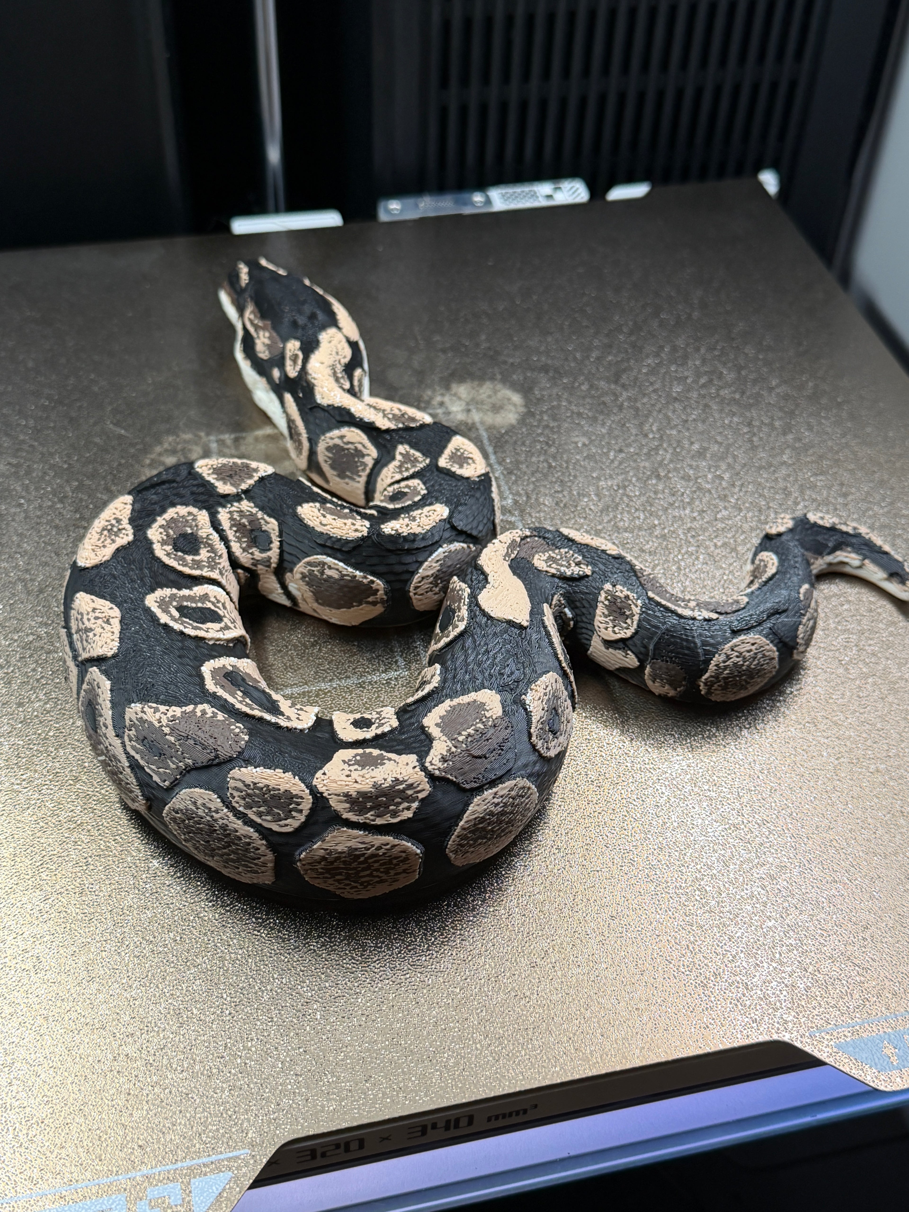 Ball Python - PLA Indoors only