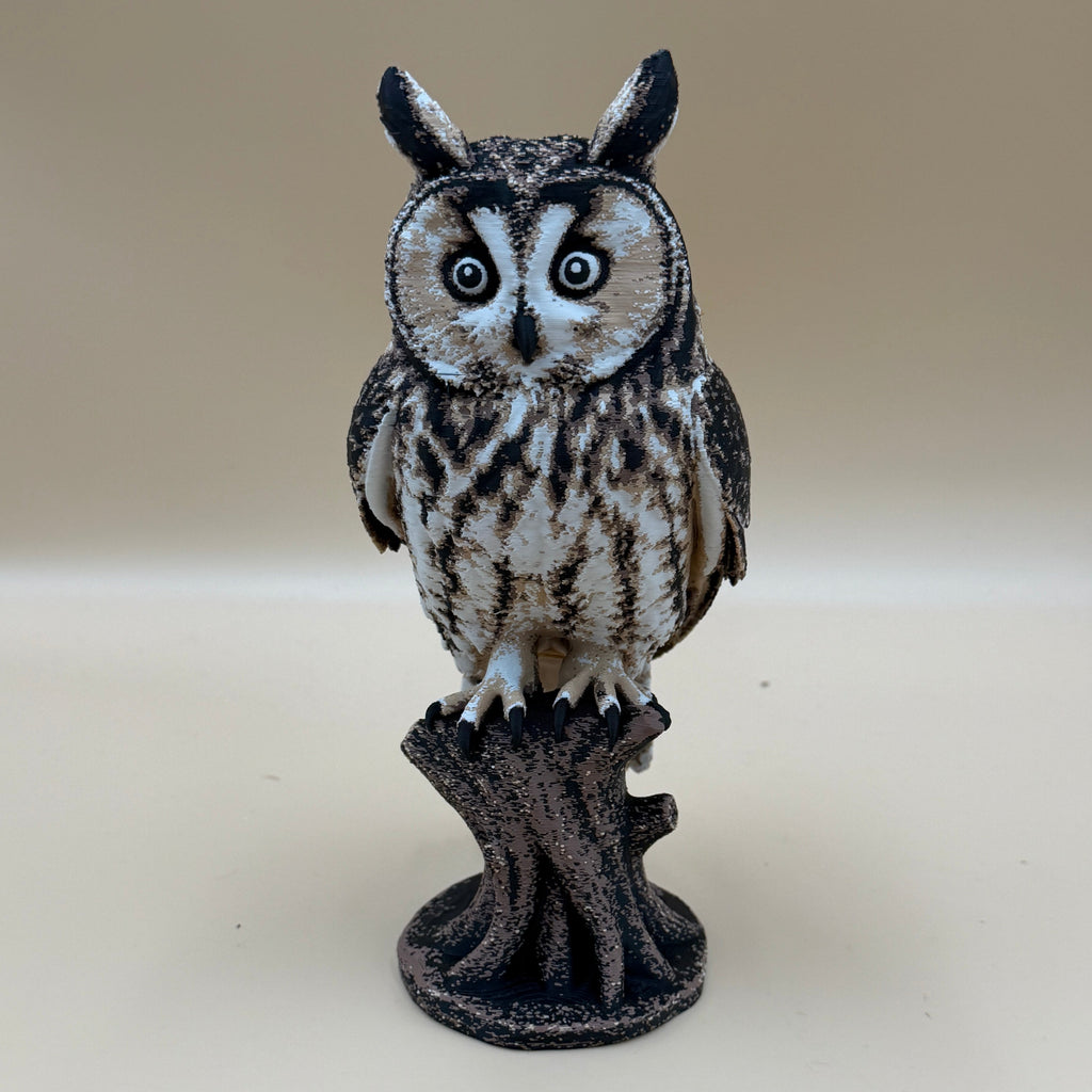 Long Eared Owl - Indoor Only