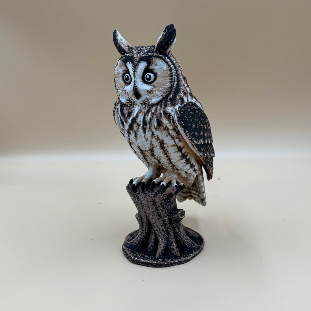 Long Eared Owl - Indoor Only