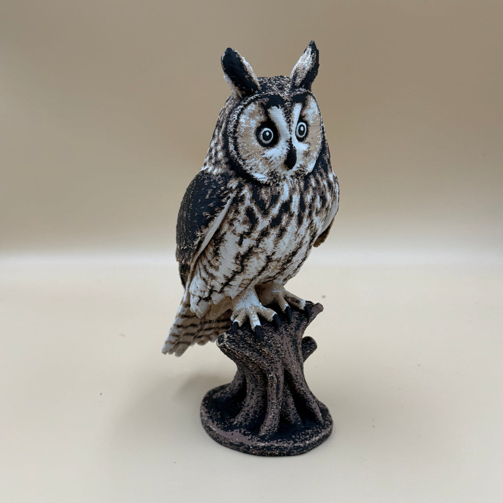 Long Eared Owl - Indoor Only