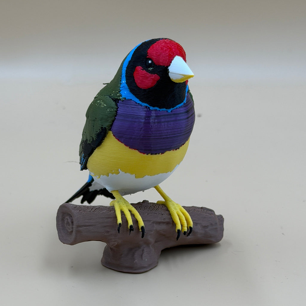 Gouldian Finch