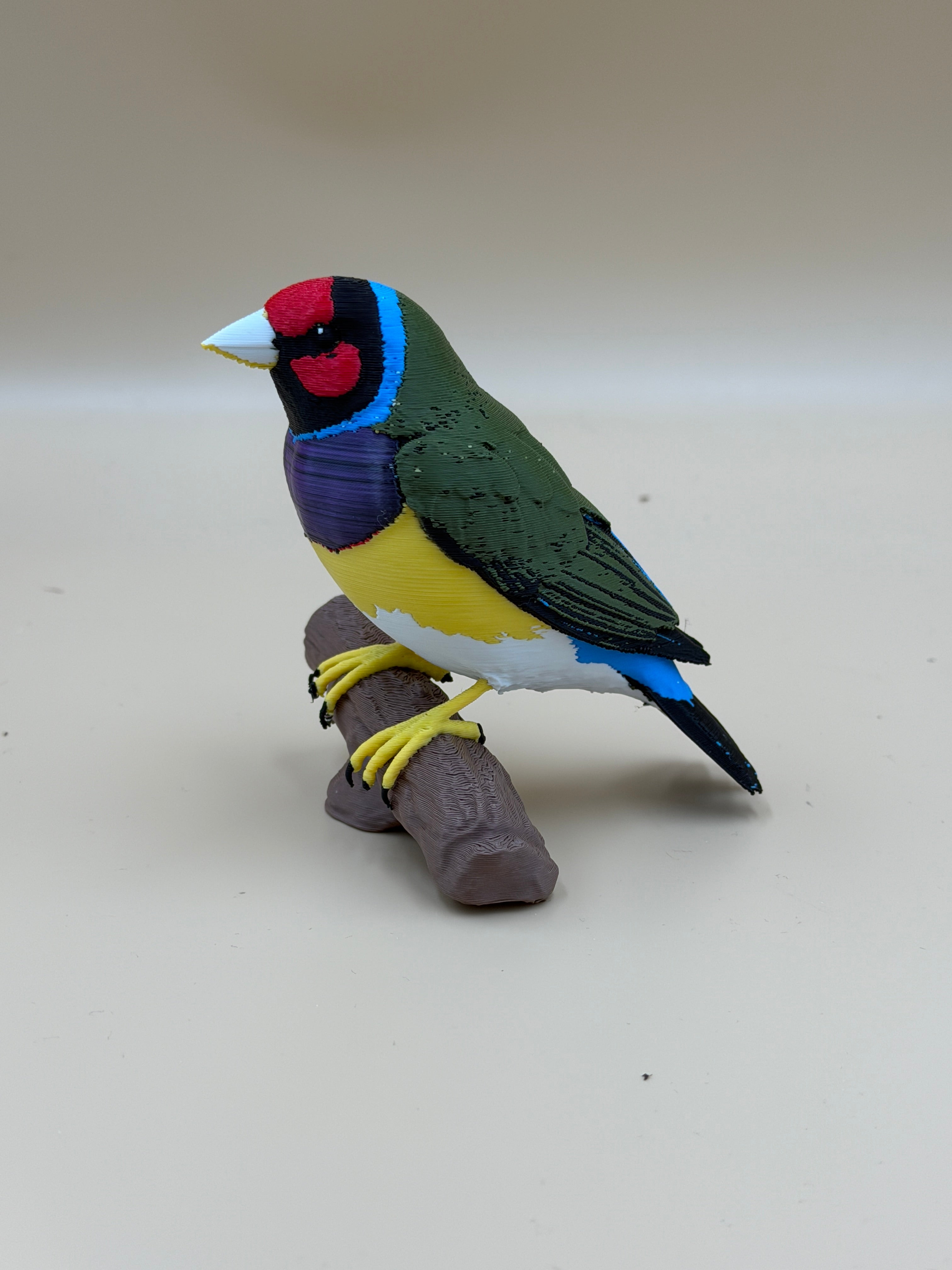 Gouldian Finch