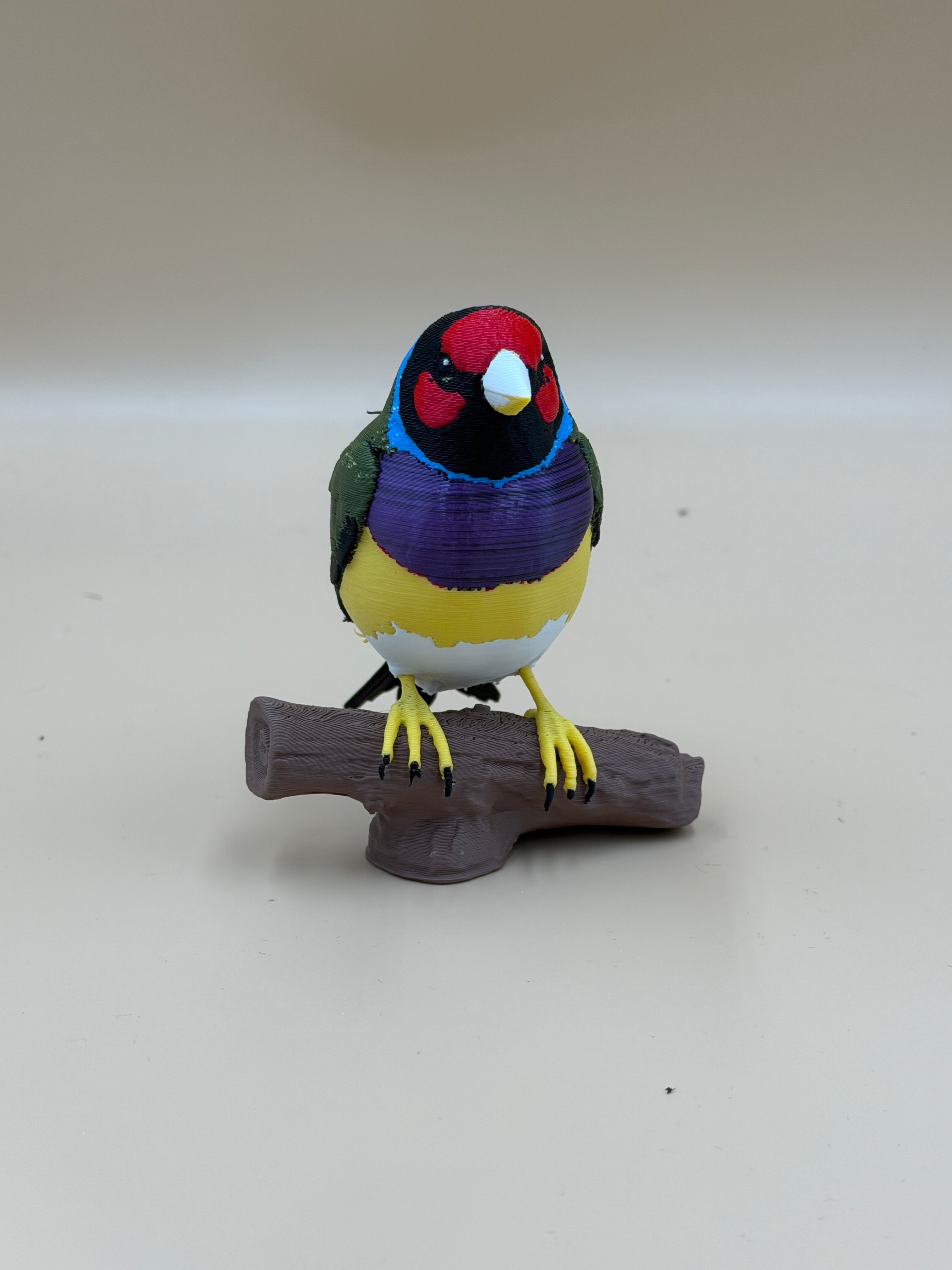 Gouldian Finch