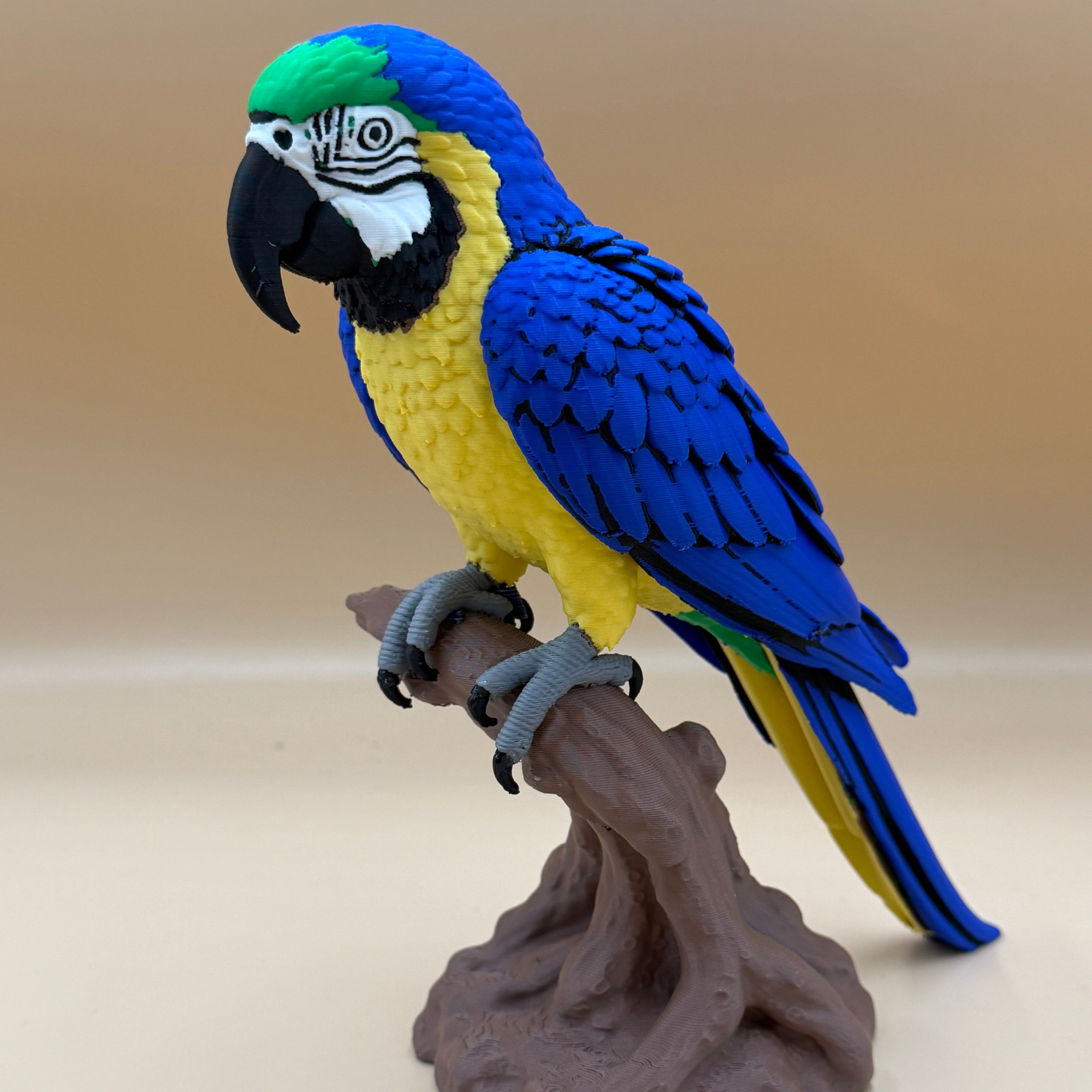 Macaw - Blue and Yellow