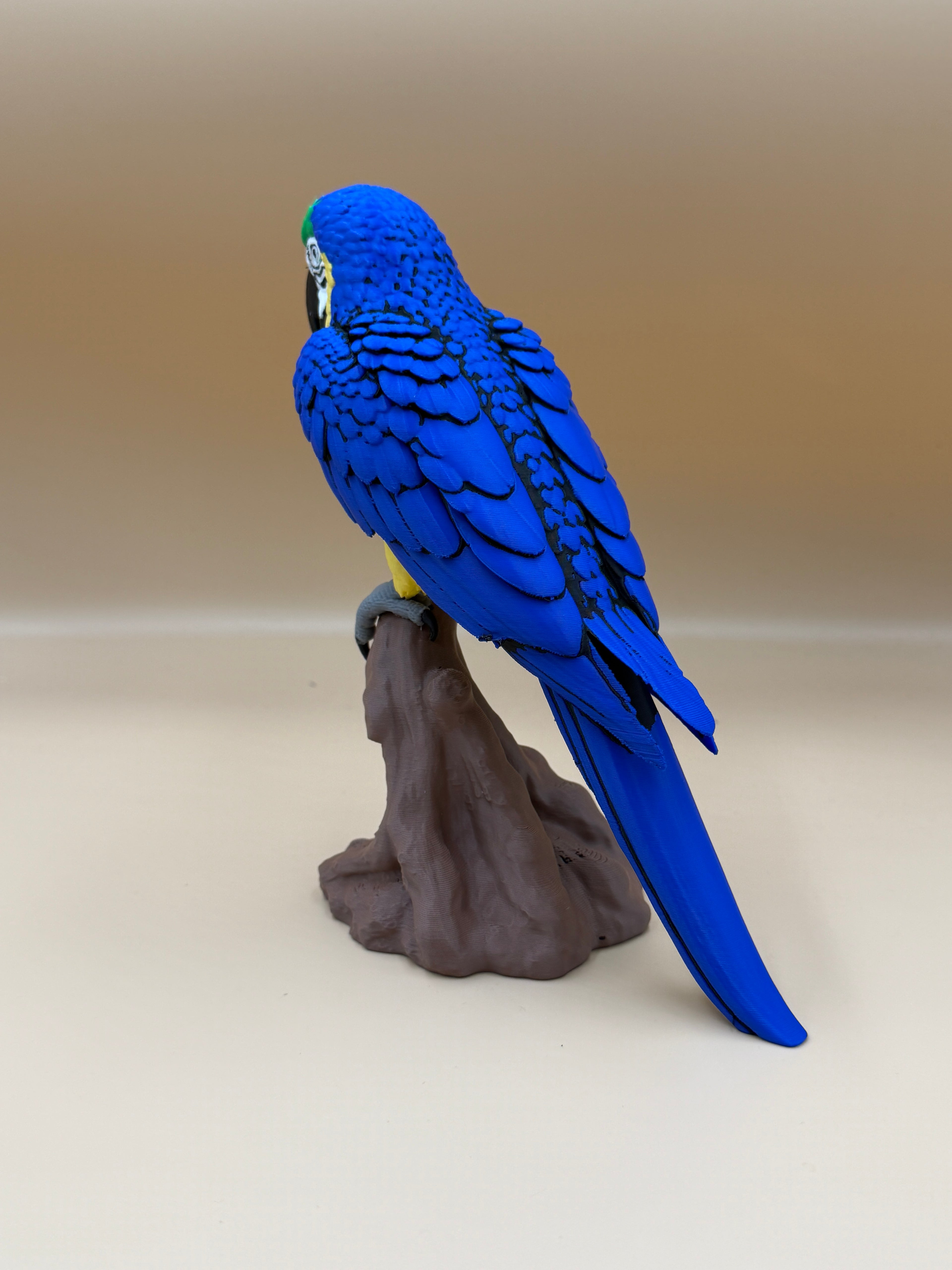 Macaw - Blue and Yellow