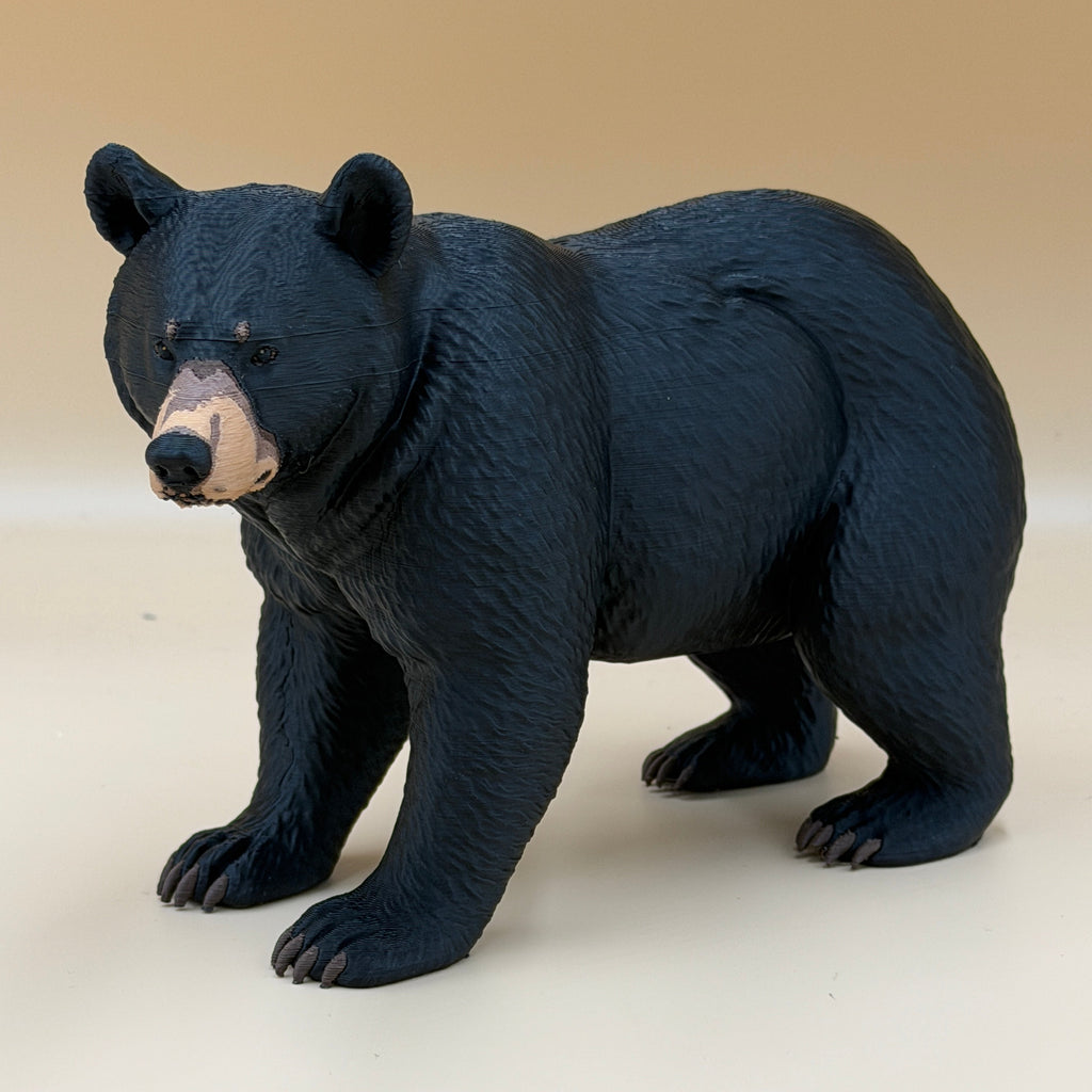 Black Bear