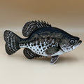 Black Crappie Fish