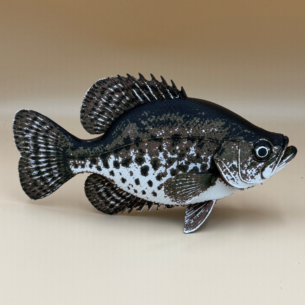 Black Crappie Fish