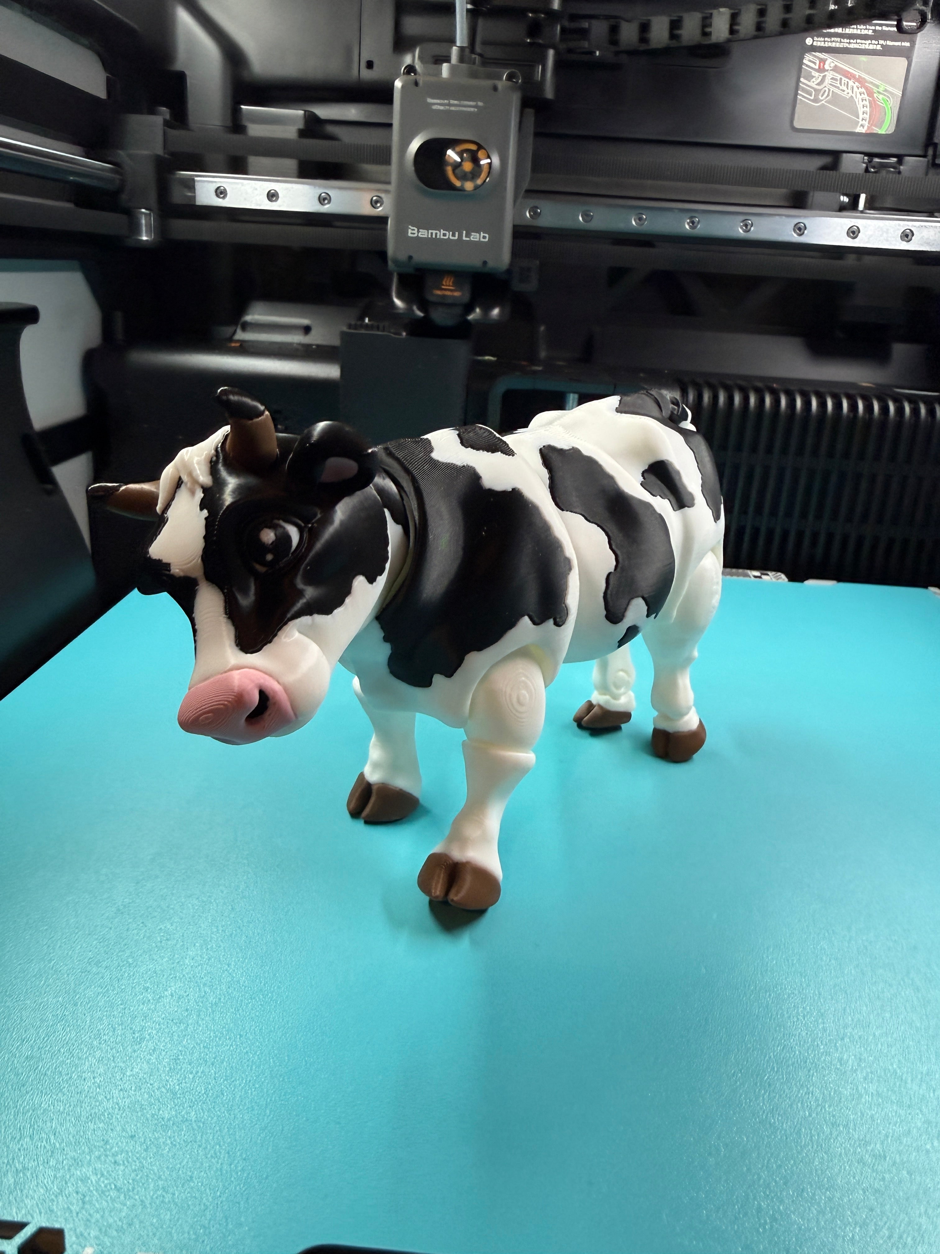 Cow - Dairy Holstein