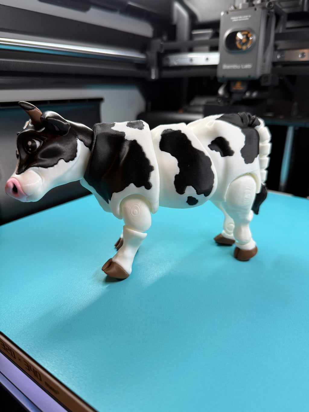 Cow - Dairy Holstein