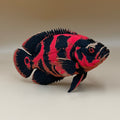 Oscar Fish