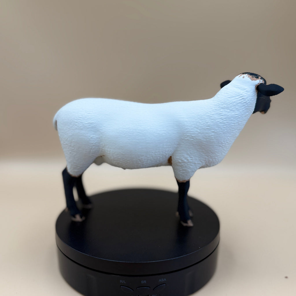 Suffolk Ram - Realistic Black Face Sheep (Not A Toy)