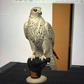 Falcon on Glove- Commercial License