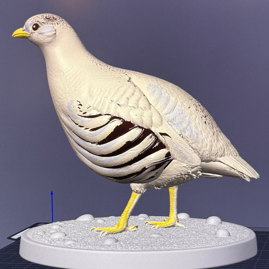 Hey's Sand-Partridge (Ammoperdix) 3MF + Commercial License
