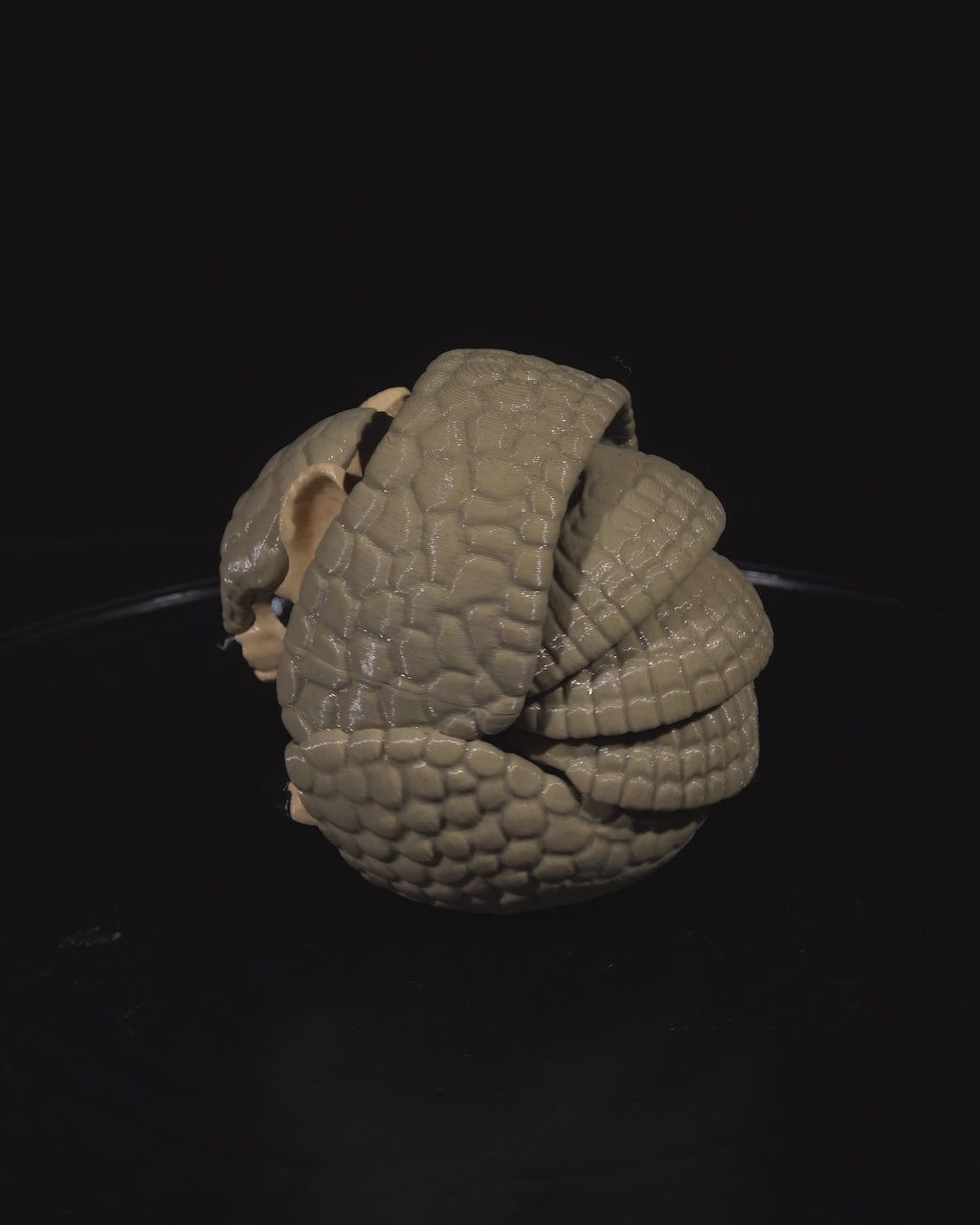 Armadillo