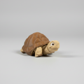 Single turtle product photo